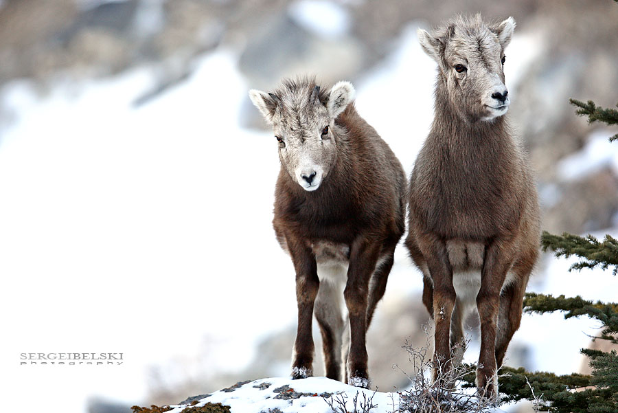 banff national park trip photo