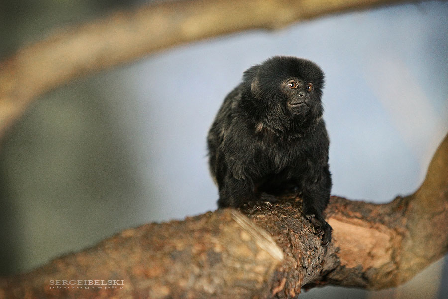 calgary photographer calgary zoo photo