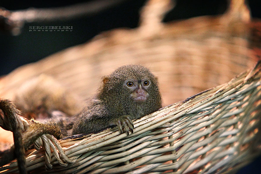 calgary photographer calgary zoo photo