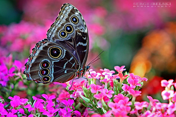 calgary photographer calgary zoo photo