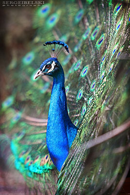 calgary photographer calgary zoo photo