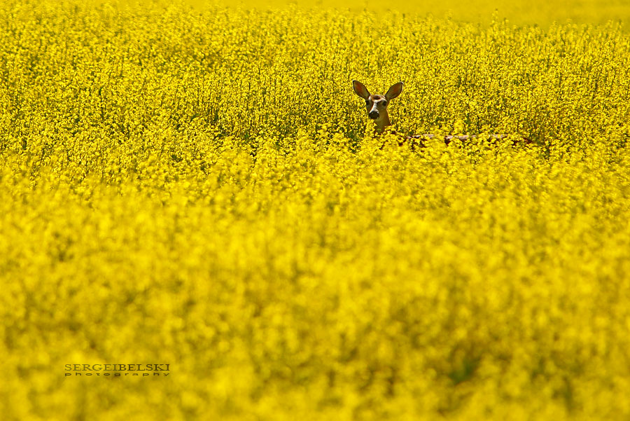 calgary wedding photographer vespa photo
