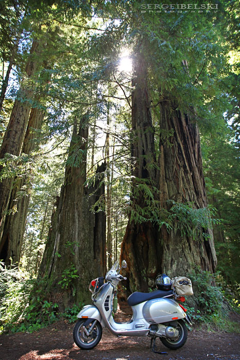 calgary wedding photographer vespa photo