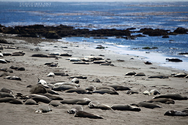 calgary wedding photographer vespa photo