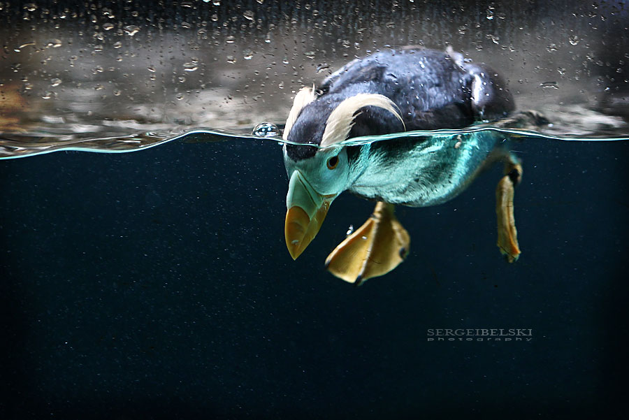 calgary wedding photographer vespa photo