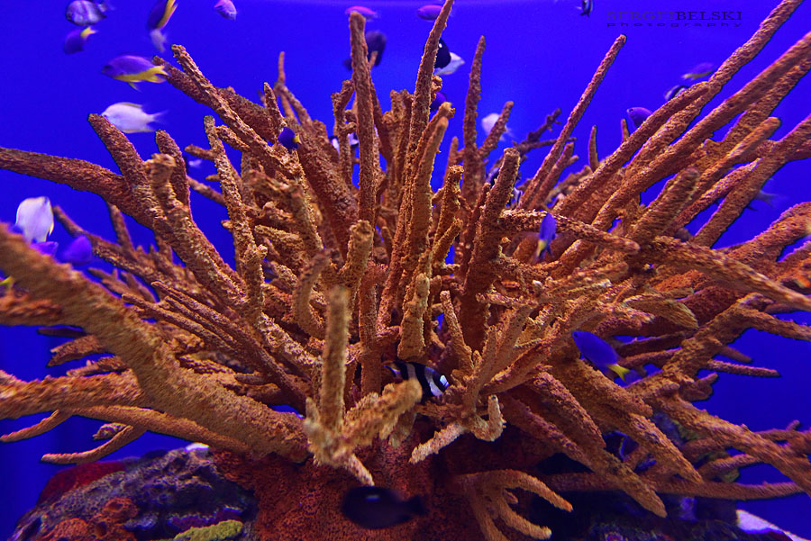 calgary wedding photographer vespa photo