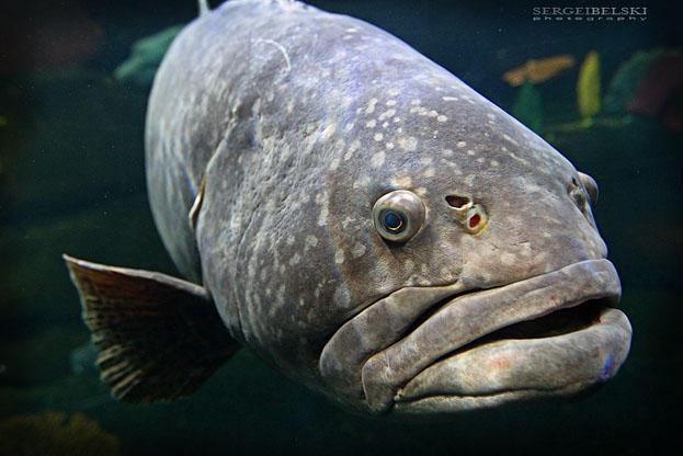 calgary wedding photographer vespa photo