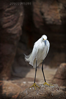 calgary wedding photographer vespa photo