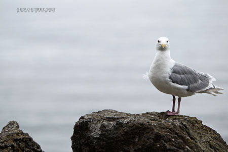 calgary wedding photographer vespa photo