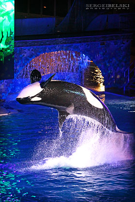 calgary wedding photographer vespa photo