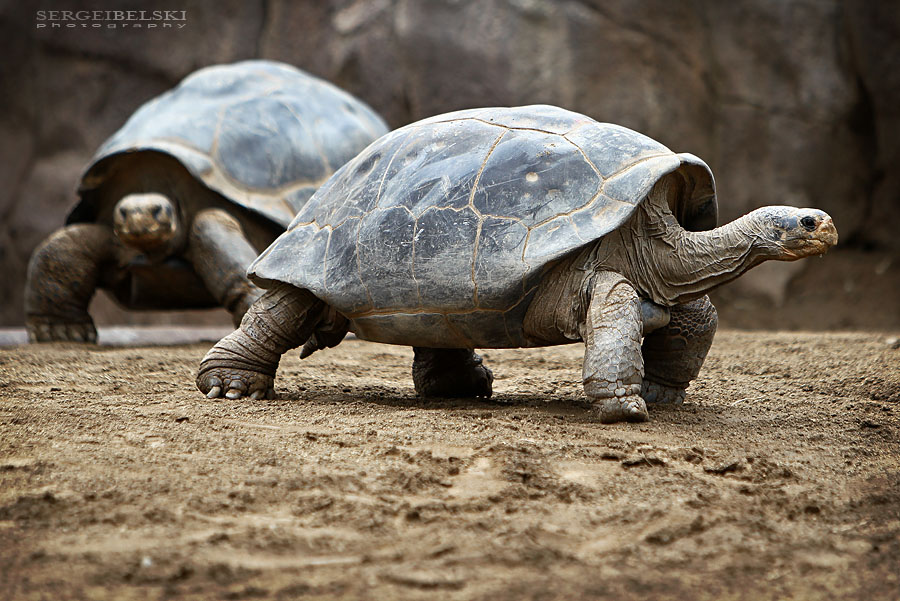 calgary wedding photographer vespa photo