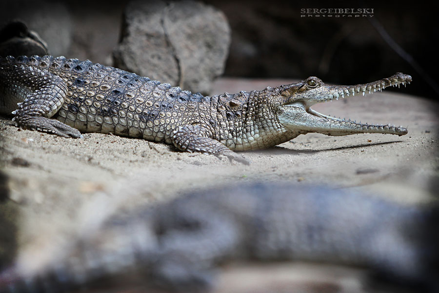 calgary wedding photographer vespa photo