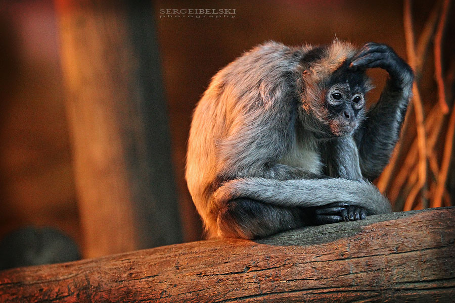 calgary photographer calgary zoo photo