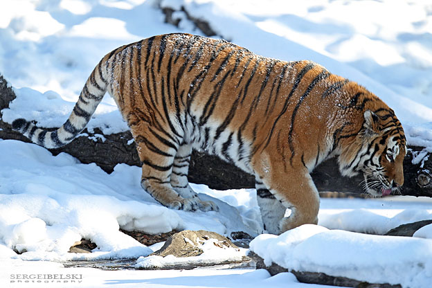calgary photographer calgary zoo photo