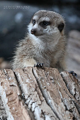 calgary photographer calgary zoo photo