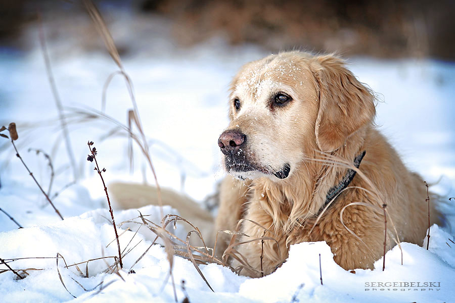 sergei belski family photo shoot