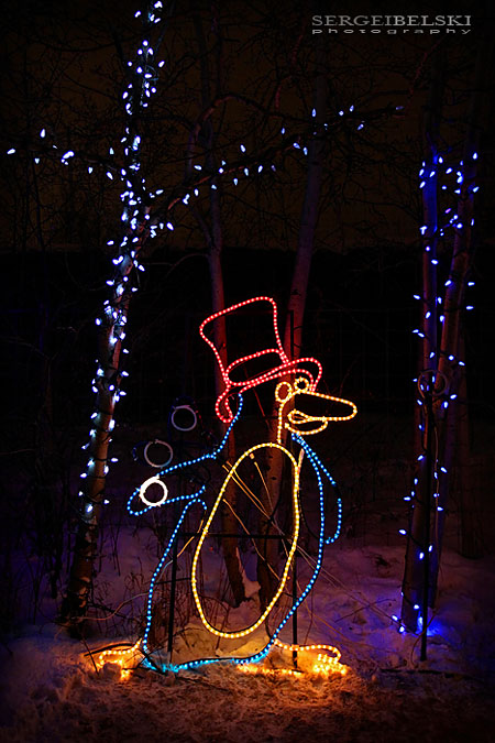 calgary zoolights photo