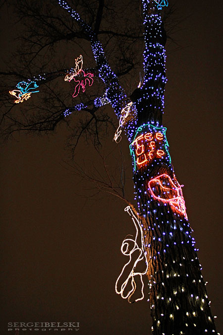 calgary zoolights photo