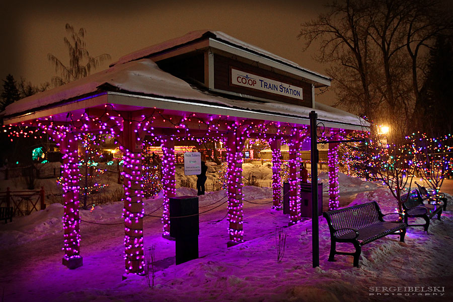 calgary zoolights photo