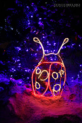 calgary zoolights photo