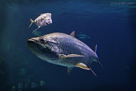 airdrie studio photographer sergei belski photo