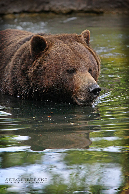 calgary commercial photographer zoo grizzly bear photo