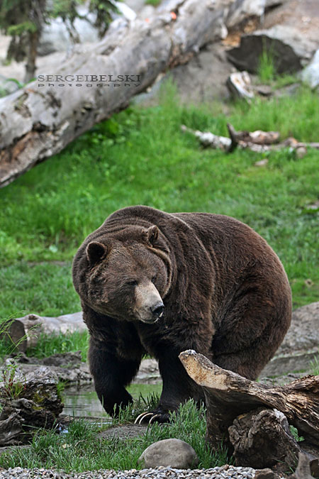 calgary commercial photographer zoo grizzly bear photo