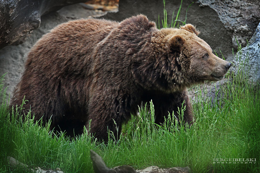 calgary commercial photographer zoo grizzly bear photo