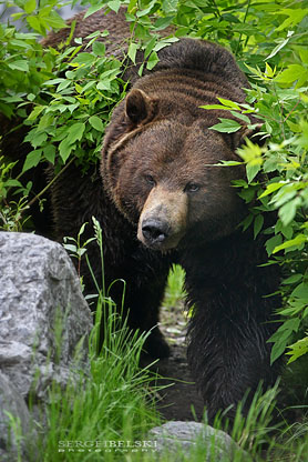 calgary commercial photographer zoo grizzly bear photo