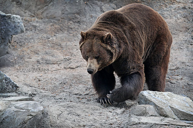 calgary commercial photographer zoo grizzly bear photo