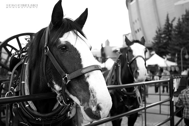 calgary photographer sergei belski personal stampede photo