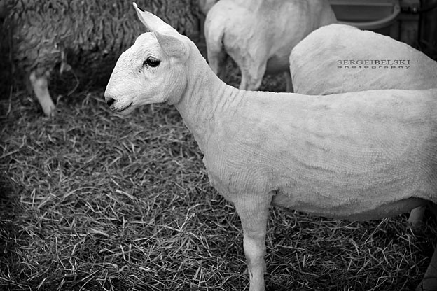 calgary photographer sergei belski personal stampede photo