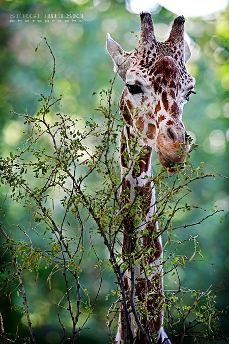 adventure travel photographer sergei belski vespa adventures photo