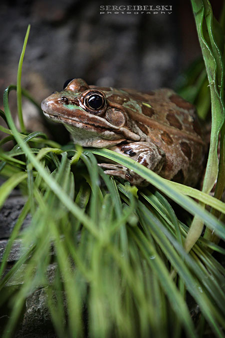 adventure travel photographer sergei belski vespa adventures photo