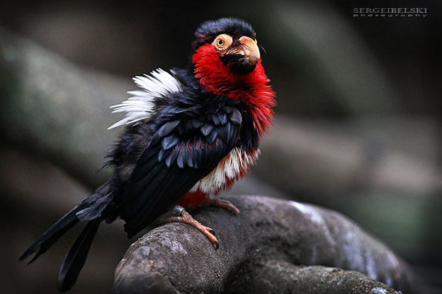 adventure travel photographer sergei belski vespa adventures photo