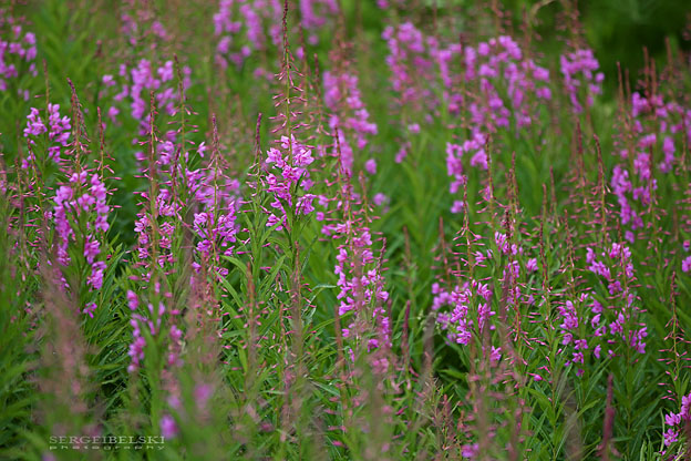 sergei belski vespa adventures photo