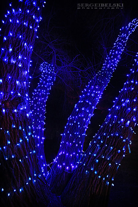 calgary zoo zoolights sergei belski photo