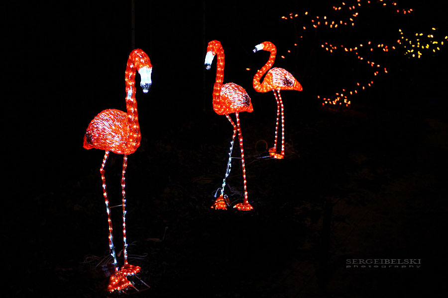 calgary zoo zoolights sergei belski photo