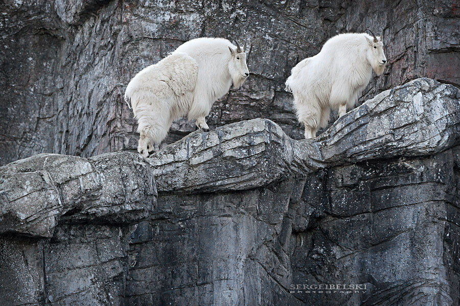 calgary zoo sergei belski photo