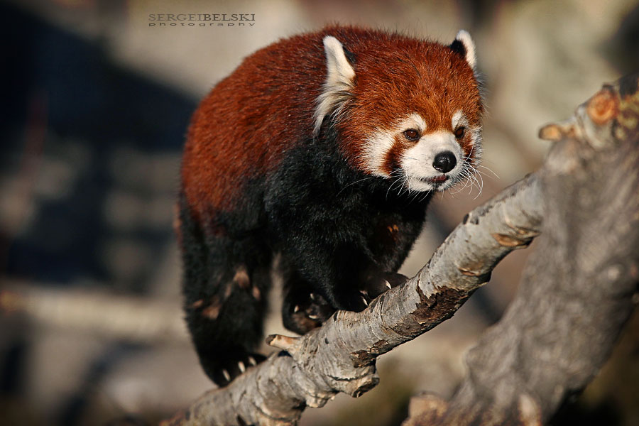 calgary zoo sergei belski photo