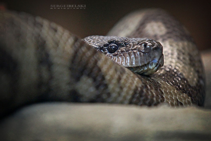 calgary zoo sergei belski photo