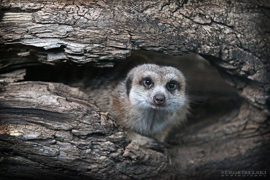 calgary zoo sergei belski photo