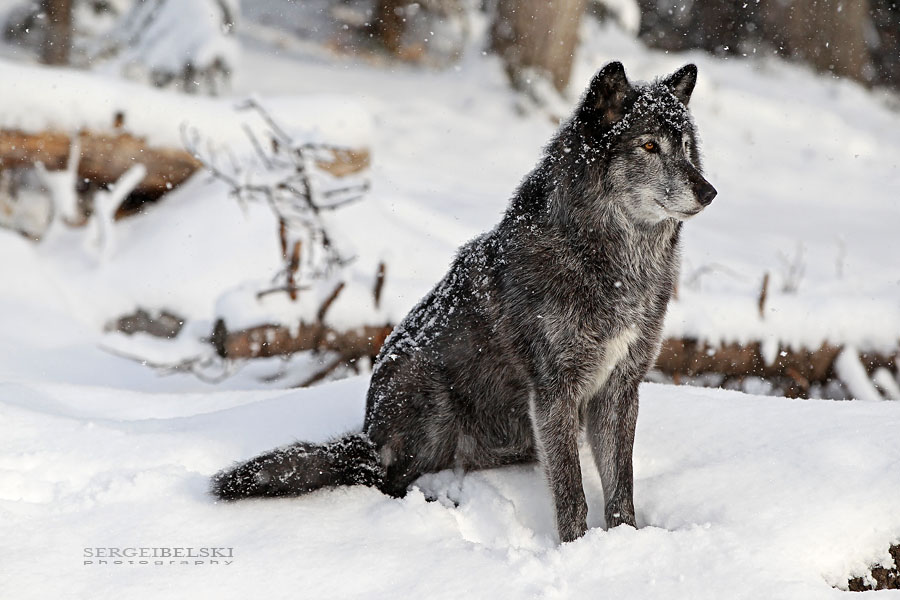 calgary zoo sergei belski photo