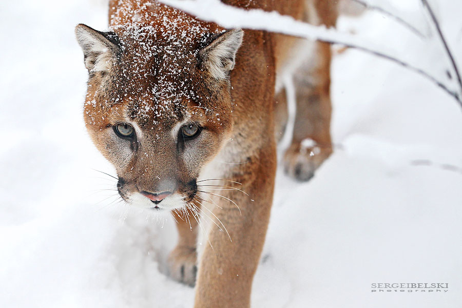 calgary zoo sergei belski photo