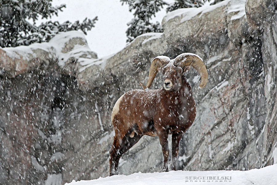 calgary zoo sergei belski photo