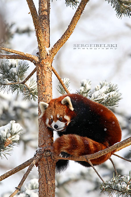 calgary zoo sergei belski photo