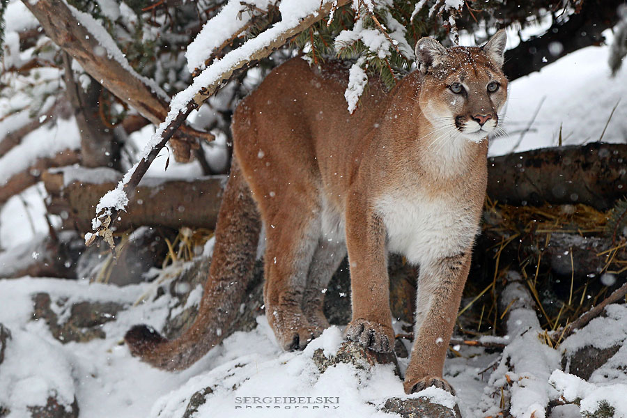 calgary zoo sergei belski photo