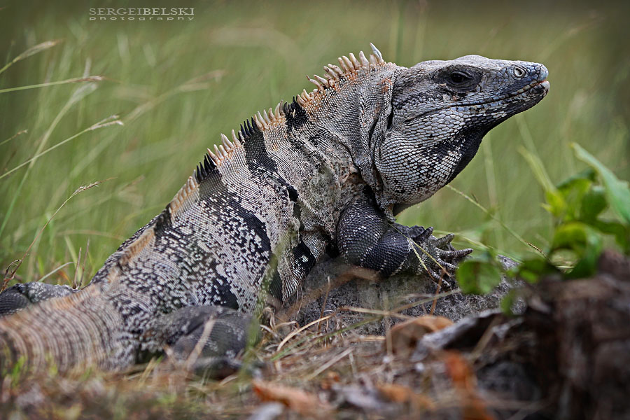 mexico vacation photo