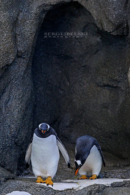 calgary zoo sergei belski photo
