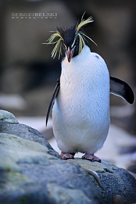 calgary zoo sergei belski photo
